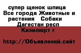 супер щенок шпица - Все города Животные и растения » Собаки   . Дагестан респ.,Кизилюрт г.